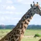 Photo de girafes dans une réserve près de Nairobi