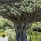 Photo d'un dragonnier arbre typique des Grandes Canaries