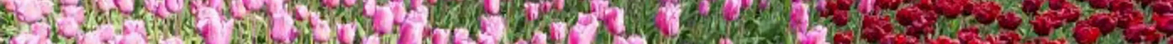 Photo d'un champ de tulipes fleuries
