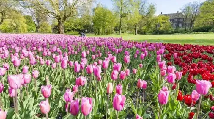 Billet d'avion pour Rotterdam, découvrez architecture et tulipes Billet d'avion pour Rotterdam, découvrez architecture et tulipes
