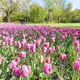 Photo d'un champ de tulipes fleuries