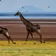 Photo de girafes en Tanzanie