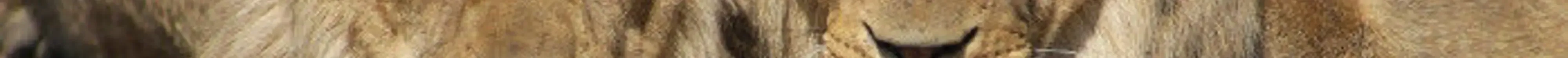 Vols directs Dar Es Salaam Tanzanie, visitez le zoo de Dar Es Salam