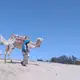 Vue d'une oasis dans le désert tunisien