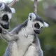 Photo de lémuriens, l'animal symbole de Madagascar