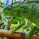 Photo d'un caméléon dans la Réserve exotique Peyrieras de Madagascar