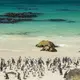 Photo de pingouins sur Boulders Beach près du Cap