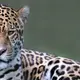Photo d'un jaguar emblème de la Guyane et de la foret amazonienne