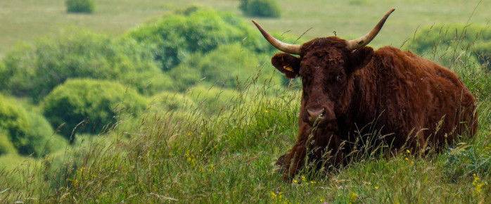 Découvrez la vache Salers dans le Cantal, réservez votre vol pas cher pour Aurillac