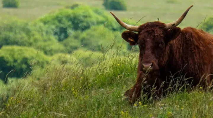 Découvrez la vache Salers dans le Cantal, réservez votre vol pas cher pour Aurillac Découvrez la vache Salers dans le Cantal, réservez votre vol pas cher pour Aurillac