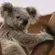 Photo d'un koala