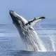 Photo d'une baleine en Nouvelle Calédonie