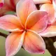 Photo d'une fleur de frangipanier, fleur emblématique de Polynésie