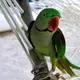 Photo d'un perroquet éclectus, espèce endémique des Maldives