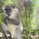 Photo du singe vert de la Barbade