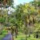 Vue d'un jardin exotique sur l'Ile de la Martinique