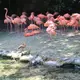 Vue des flamants roses de la lagune d'Oviedo près de Saint-Domingue