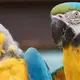 Photo des Aras, perroquets typiques d'Amérique latine
