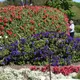 Photo du jardin Dallas Taman Bunga