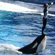 Vue d'un spectacle d'orques au Parc aquatique Sea World à Orlando