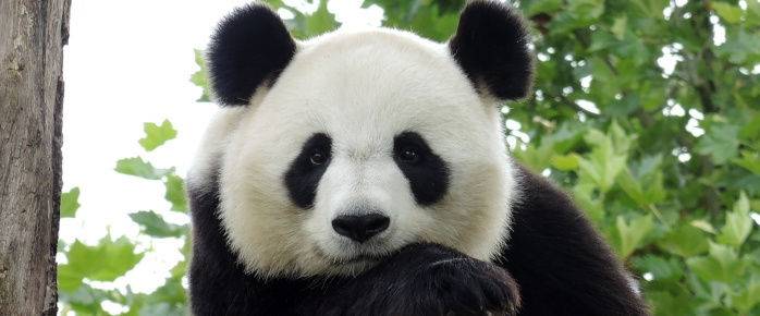 Partez à la rencontre des animaux du zoo de Beauval, réservez un vol pas cher pour Châteauroux
