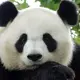 Photo d'un panda du Zoo de Beauval à proximité de Châteauroux