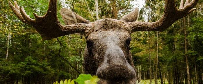 Photo d'un élan en Suède