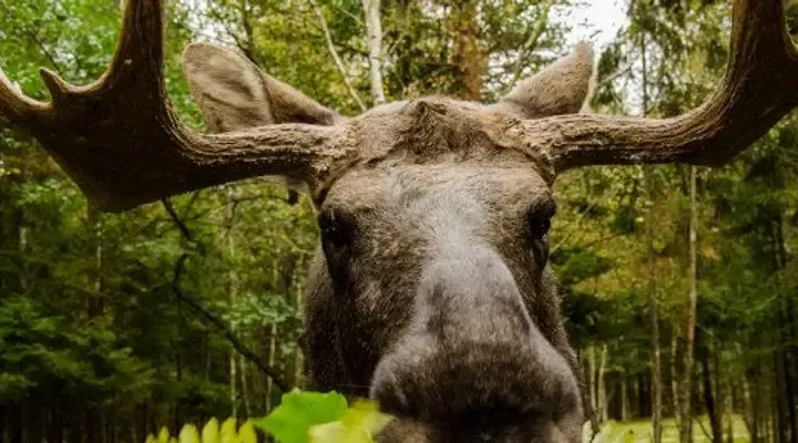 Un élan en Suède Photo d'un élan en Suède