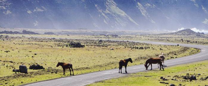 Photo de chevaux sur une plaine de l'île de Pâques