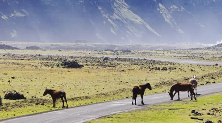 Des chevaux sur une plaine de l'île de Pâques Photo de chevaux sur une plaine de l'île de Pâques