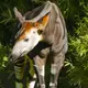 Photo d'un okapi, animal endémique du Congo