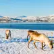 Photo de rennes au bord de l'eau dans la région de Saariselka
