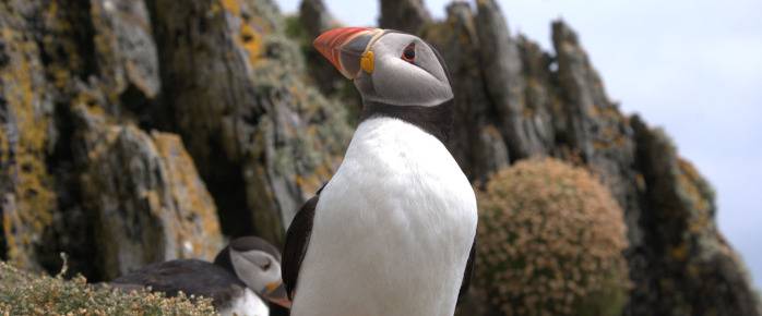 Vol pas cher pour les Îles Féroé, rencontre avec un macareux