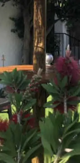 Au Bougainvillier 
