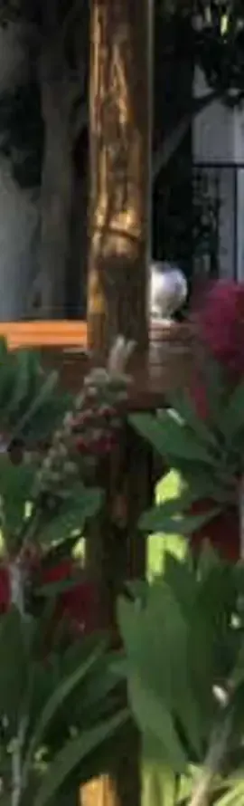 Au Bougainvillier 
