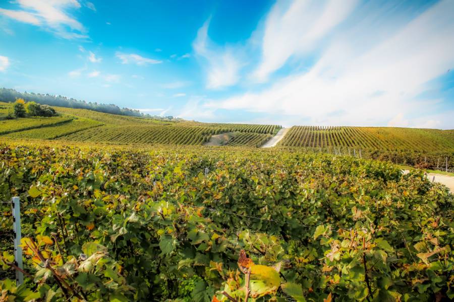 Faites un séjour relaxant en Champagne