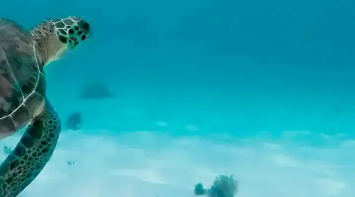 Plongée avec une tortue de mer Voyage Wallis-et-Futuna