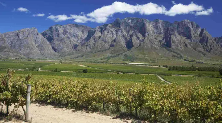 Vignobles près du Cap Acheter un billet d'avion pas cher pour Le Cap et faites une session dégustation dans un vignoble en Afrique du Sud
