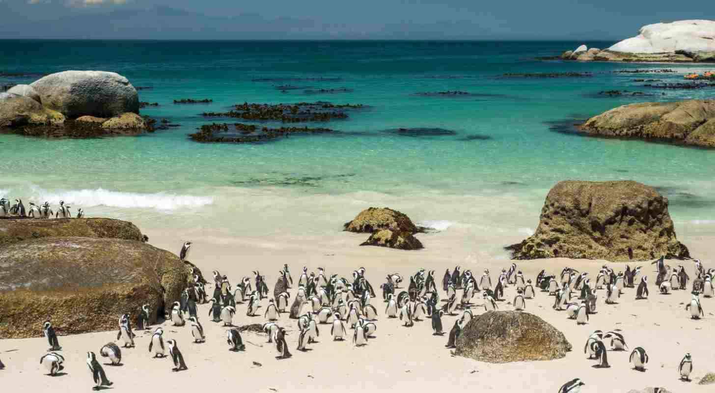 Trouver un vol à destination du Cap en Afrique du Sud et aller voir les pingouins sur Boulders Beach 