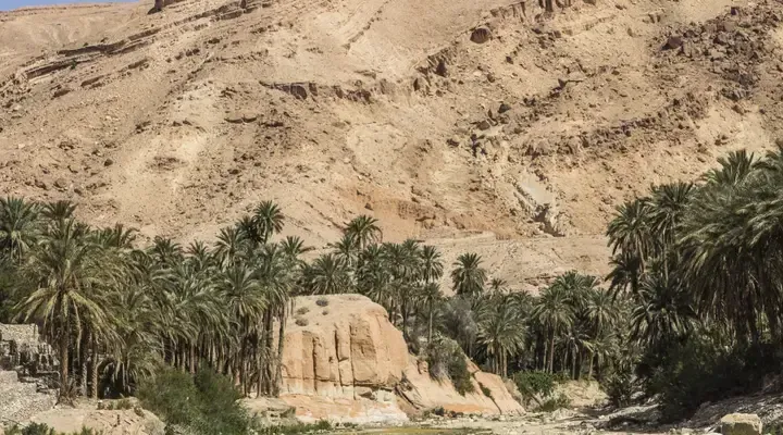 Une palmeraie près de Biskra Réserver un vol pour Biskra