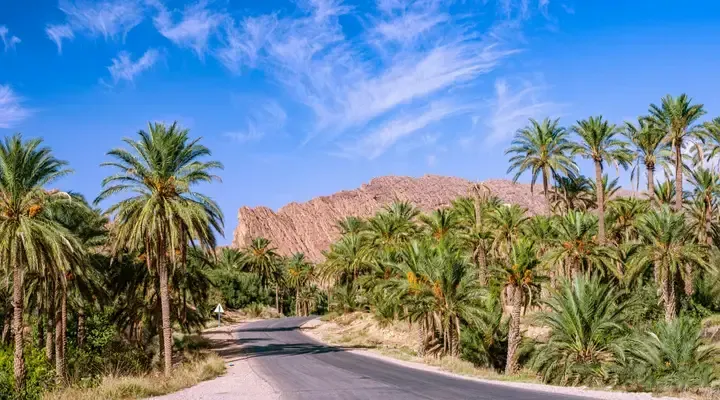 Une palmeraie près de Biskra Billet d'avion Biskra - Visitez une palmeraie