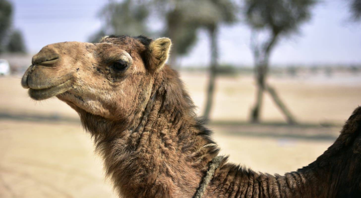Voyage Algérie - découverte du sahara à dos de chameau