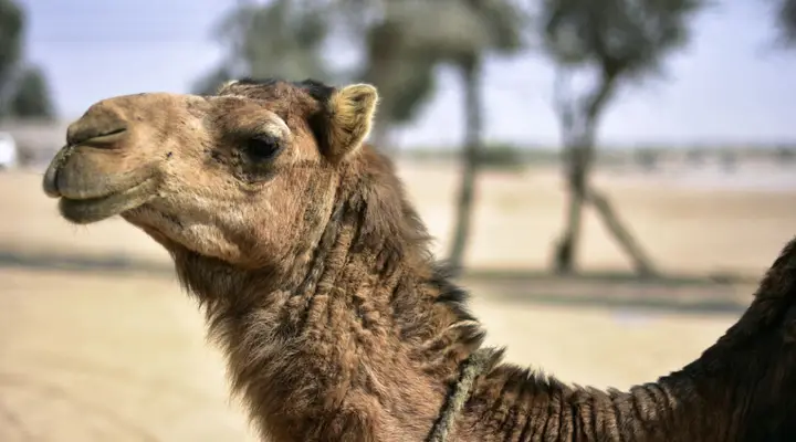 Chameau dans les dunes du Sahara Voyage Algérie - découverte du sahara à dos de chameau