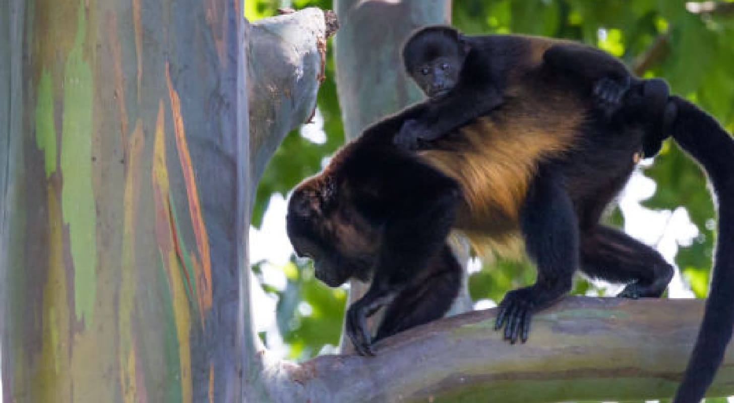 Voyage à Pointe-Noire, rencontre avec un singe et son bébé dans la nature congolaise
