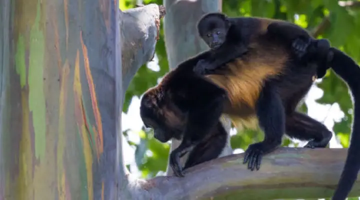 Voyage à Pointe-Noire, rencontre avec un singe et son bébé dans la nature congolaise Voyage à Pointe-Noire, rencontre avec un singe et son bébé dans la nature congolaise