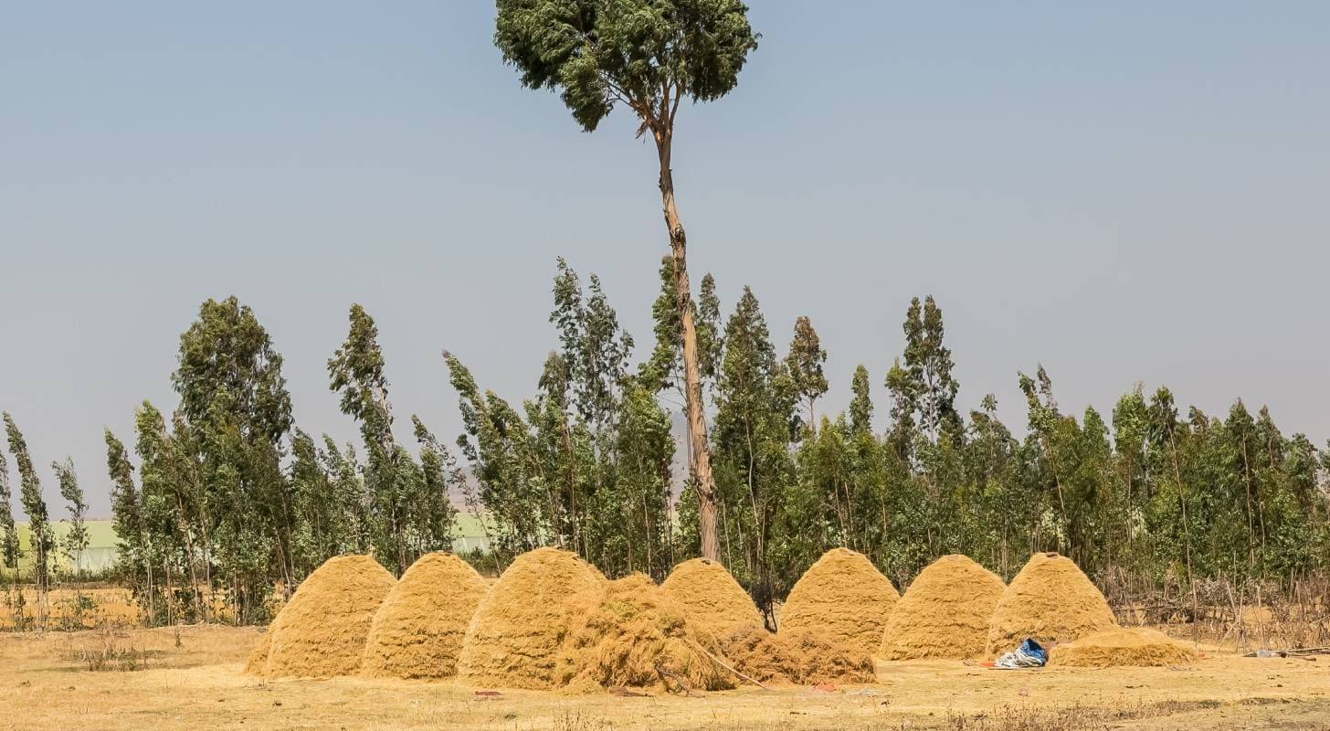 Voyage à Addis-Abeba, immersion dans un petit village typique de la région