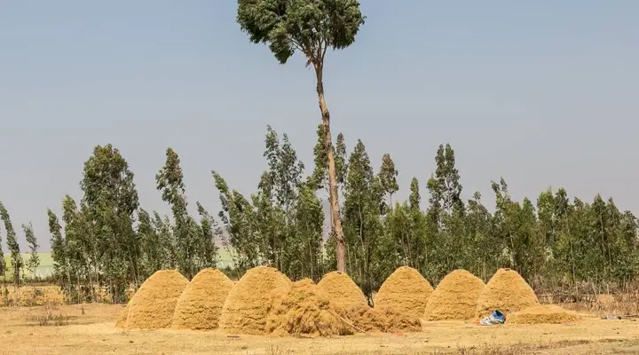 Un petit village près d'Addis Abeba Voyage à Addis-Abeba, immersion dans un petit village typique de la région