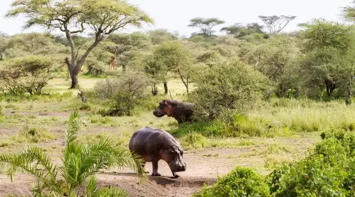 Des hippopotames au Gabon Billet d’avion pour Libreville, rencontre avec des hippopotames au Gabon