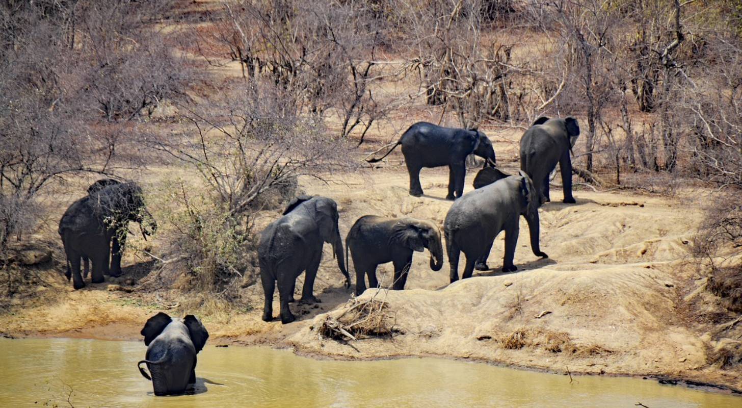 Vol pas cher vers Accra et visite du Mole National Park au nord du Ghana