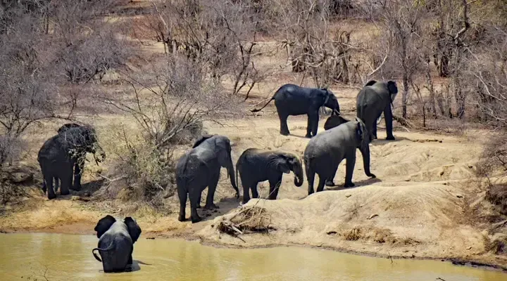 Le Mole National Park Vol pas cher vers Accra et visite du Mole National Park au nord du Ghana